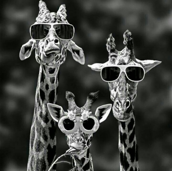 Meet your Posher, Alexis - Picture 1 of 1